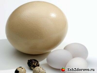 страусиные яйца применение и способ получения